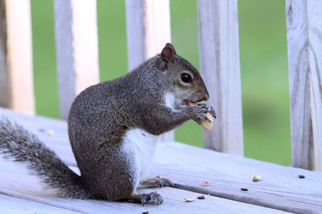 pest control in columbus